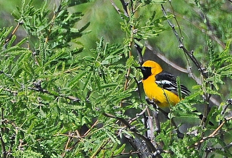 hooded oriole